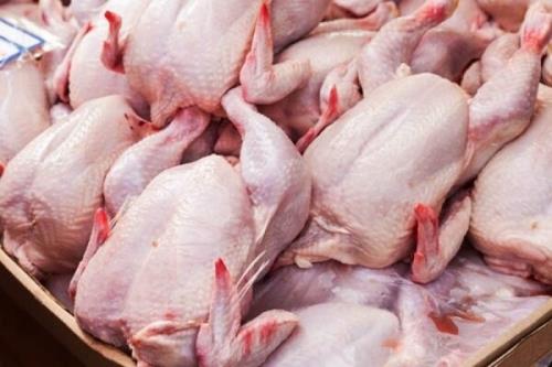 قیمت مرغ طی 2 هفته آتی متعادل می شود
