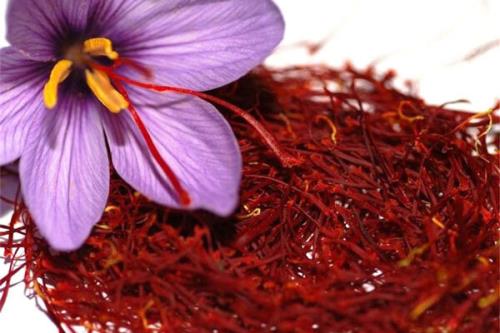 زعفرانكاران انگیزه ای برای كشت ندارند