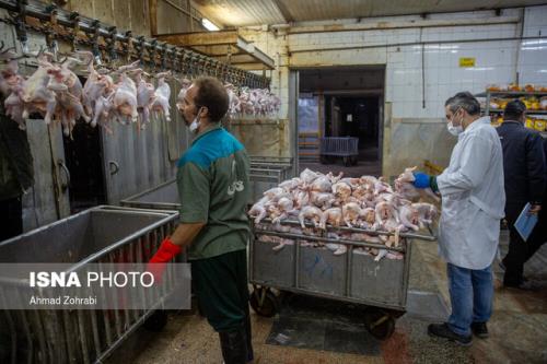 یك دلیل برای گرانفروشی مرغ كشتار روز در بازار