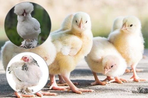 آیا كسب درآمد با جوجه كشی مرغ توجیه اقتصادی دارد؟