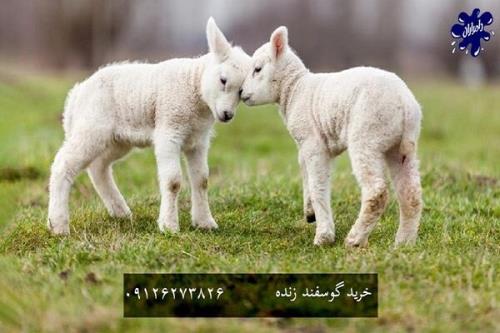 بهترین نژادهای گوسفند برای کشتار کدام است؟