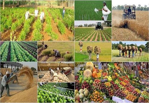 کشاورزی در هفته ای که گذشت
