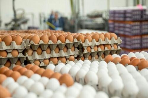 چالش تازه برای کشتار مرغ های تخمگذار