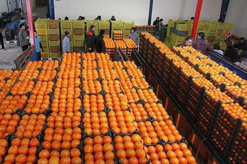 دغدغه ای برای تامین میوه شب عید نداریم