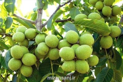 معرفی پربارترین ارقام نهال گردو بعلاوه راهنمای انتخاب و خرید نهال