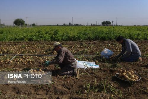 با مدیران پشت میزنشین نمی توان الگوی کشت را اجرائی کرد