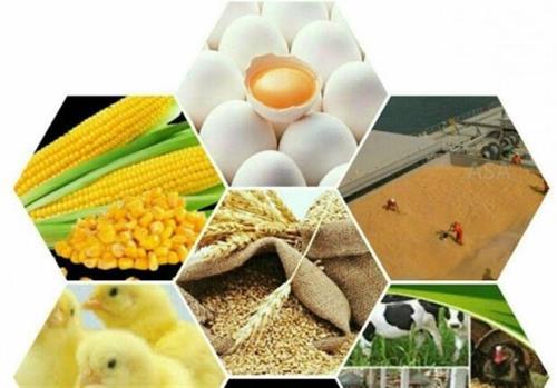 آخرین جزئیات صادرات دام زنده