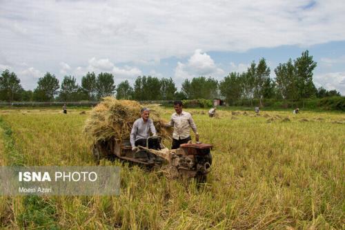 سال آینده تنها در صورت کمبود، مجوز واردات برنج صادر می شود