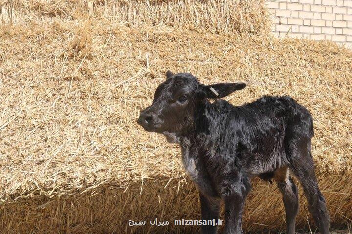 نهادهای متولی در واردات دام پایه پروار همراهی نکردند