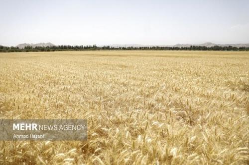 ۳۷ همت مطالبات گندم کاران هنوز پرداخت نشده است