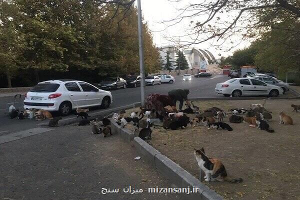 غذادهی به حیات وحش ضربه به طبیعت است