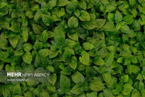 لزوم مردمی سازی مدیریت منابع آب برای تاب آوری بخش کشاورزی