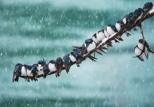 بارندگی باران و برف در ۱۶ استان