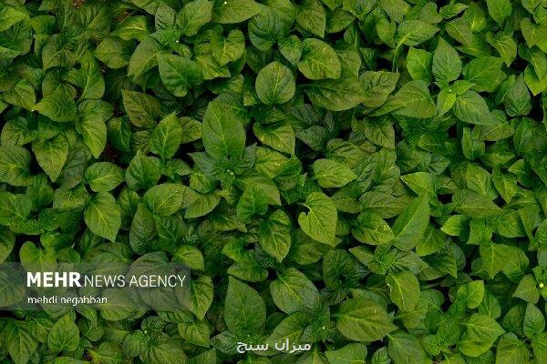 لزوم مردمی سازی مدیریت منابع آب برای تاب آوری بخش کشاورزی لزوم مردمی سازی مدیریت منابع آب برای تاب آوری بخش کشاورزی