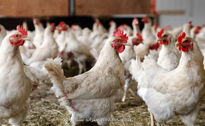 نژاد آرین مصرف بالای دان و تولید پایین گوشت