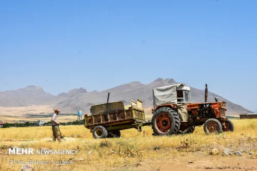 دولت حق بیمه اراضی گندم را کامل پرداخت کرد