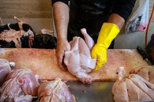 خرید حمایتی ۴۰ هزار تن مرغ اضافه از مرغداران