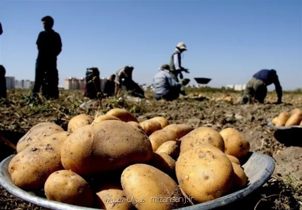 بازارسیب زمینی متعادل شد