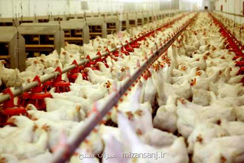 افزایش نرخ مرغ در بازار، قیمت به ۸۰۰۰ تومان رسید