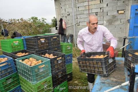 نیازی به واردات سیب و كیوی نداریم، صادرات كیوی ۲ برابر شد