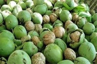 پیگیری وزیر برای پرداخت خسارت گردوكاران تویسركان
