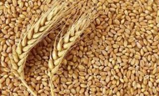 پرداخت بیشتر از ۱۱ هزار میلیارد تومان مطالبات گندمكاران