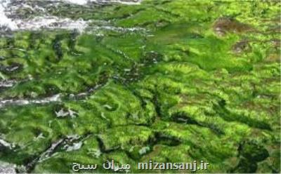 كنترل جلبك پساب كارخانه فولاد سبا توسط پژوهشگران اصفهانی