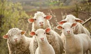 سود گرانی لبنیات به جیب دامدار نمی رود
