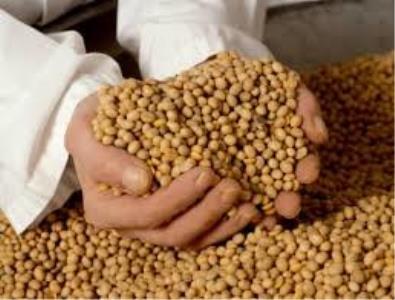 رونمایی از 49 رقم بذر گیاهی