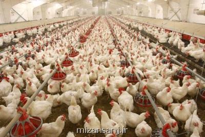 مشكل بازار مرغ، افزایش خرید احتیاطی مردم است یا كاهش تولید؟